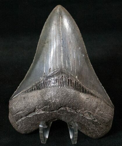 Top Quality Megalodon Tooth - Serrated #16224